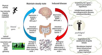 Mechanism and implications of pro-nature physical activity in antagonizing psychological stress: the key role of microbial-gut-brain axis